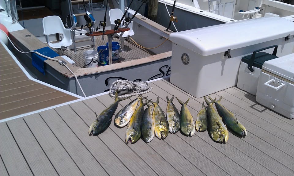 Mahi Mahi caught offshore — Palm Beach, Florida