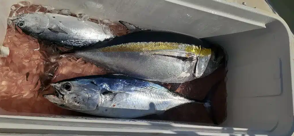 Tuna-tastic Time on Jupiter Charters!