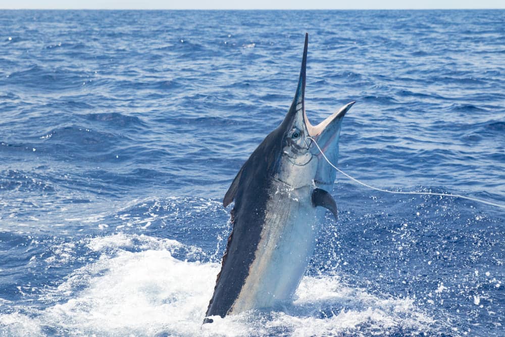 marlin